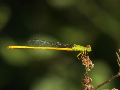 <i class='fa fa-user'></i>&nbsp;honderwa&nbsp;|  Ceriagrion coromandelianum&nbsp; <i class='fa fa-eye'>&nbsp;63</i> &nbsp; <i class='fa fa-comment-o'>&nbsp;1</i>