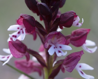 <i class='fa fa-user'></i>&nbsp;Tom van der Most&nbsp;|  Aangebrande Orchis&nbsp; <i class='fa fa-eye'>&nbsp;77</i> &nbsp; <i class='fa fa-comment-o'>&nbsp;1</i>