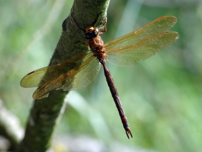 Een late Bruine Glazenmaker, waargenomen in de Goorbossen in Retie (Belgi). Uit de hand gefotografeerd.