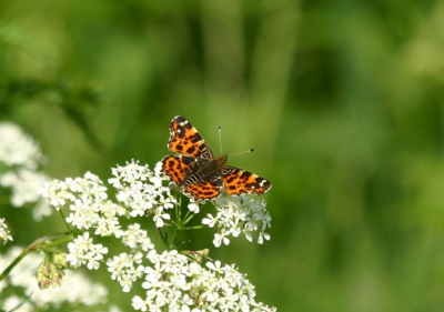 <i class='fa fa-user'></i>&nbsp;steef&nbsp;| Landkaartje&nbsp; <i class='fa fa-eye'>&nbsp;253</i> &nbsp; <i class='fa fa-comment-o'>&nbsp;1</i>