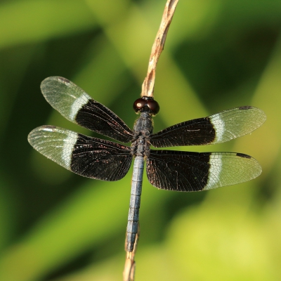 <i class='fa fa-user'></i>&nbsp;honderwa&nbsp;|  Neurothemis tullia&nbsp; <i class='fa fa-eye'>&nbsp;117</i> &nbsp; <i class='fa fa-comment-o'>&nbsp;2</i>