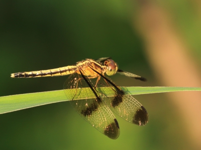 <i class='fa fa-user'></i>&nbsp;honderwa&nbsp;|  Neurothemis tullia&nbsp; <i class='fa fa-eye'>&nbsp;109</i> &nbsp; <i class='fa fa-comment-o'>&nbsp;0</i>