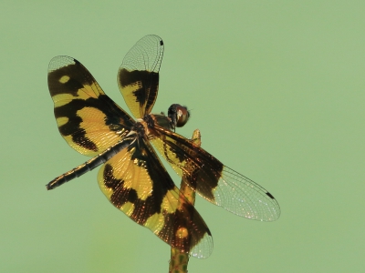<i class='fa fa-user'></i>&nbsp;honderwa&nbsp;|  Rhyothemis variegata&nbsp; <i class='fa fa-eye'>&nbsp;198</i> &nbsp;<i class='fa fa-thumbs-up'>&nbsp;2</i> &nbsp; <i class='fa fa-comment-o'>&nbsp;5</i>