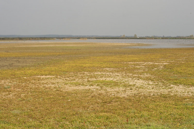 Ik vind het altijd erg lastig om in Nederland mooie landschapsfoto's te maken. Vind het al snel saai overkomen, of niet natuurlijk genoeg. Vond dit toch wel mooi, met die gele bloempjes op de voorgrond.