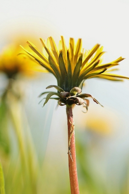 <i class='fa fa-user'></i>&nbsp;frbeuming&nbsp;|  Paardenbloem&nbsp; <i class='fa fa-eye'>&nbsp;54</i> &nbsp;<i class='fa fa-thumbs-up'>&nbsp;1</i> &nbsp; <i class='fa fa-comment-o'>&nbsp;0</i>