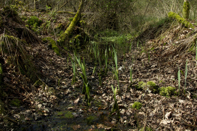 <i class='fa fa-user'></i>&nbsp;Henri van Vliet&nbsp;|  Broekbos&nbsp; <i class='fa fa-eye'>&nbsp;104</i> &nbsp; <i class='fa fa-comment-o'>&nbsp;4</i>