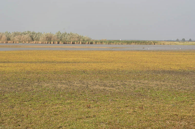 Ik vind het altijd erg lastig om in Nederland mooie landschapsfoto's te maken. Vind het al snel saai overkomen, of niet natuurlijk genoeg. Vond dit toch wel mooi, met die gele bloempjes op de voorgrond.