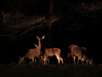 Prachtig licht zondagavond. Met vrienden naar een plek gereden waar ik wel vaker edelherten gezien heb toen ik nog in Apeldoorn woonde. En ja, meteen raak.