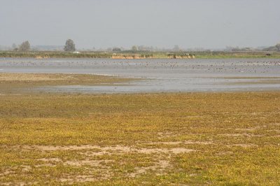 Ik vind het altijd erg lastig om in Nederland mooie landschapsfoto's te maken. Vind het al snel saai overkomen, of niet natuurlijk genoeg. Vond dit toch wel mooi, met die gele bloempjes op de voorgrond.