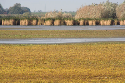 Ik vind het altijd erg lastig om in Nederland mooie landschapsfoto's te maken. Vind het al snel saai overkomen, of niet natuurlijk genoeg. Vond dit toch wel mooi, met die gele bloempjes op de voorgrond.