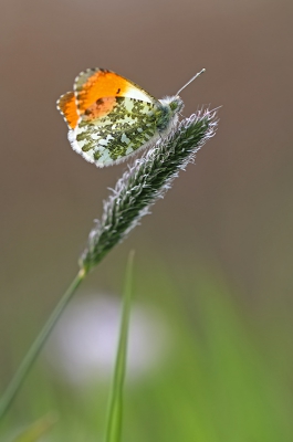 <i class='fa fa-user'></i>&nbsp;YvonneYfra&nbsp;|  Oranjetipje&nbsp; <i class='fa fa-eye'>&nbsp;180</i> &nbsp;<i class='fa fa-thumbs-up'>&nbsp;1</i> &nbsp; <i class='fa fa-comment-o'>&nbsp;4</i>
