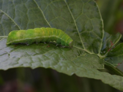 Deze rups trof ik gisteren op een aangevreten blad van de waardplant.
ik heb foto's van de bovenkant alsmede de zijkant gemaakt om de kans op determinatie te vergroten.
Iemand enig idee van de soort? Wellicht in de richting van Dubbelstreep Voorjaarsuil?