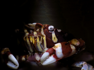<i class='fa fa-user'></i>&nbsp;Vincent Rijnbende&nbsp;|  Lissocarcinus laevis&nbsp; <i class='fa fa-eye'>&nbsp;107</i> &nbsp; <i class='fa fa-comment-o'>&nbsp;4</i>
