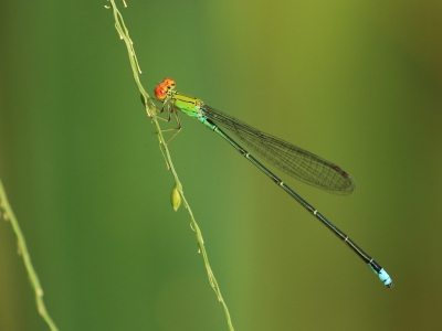 <i class='fa fa-user'></i>&nbsp;honderwa&nbsp;|  Pseudagrion rubriceps ceylonicum&nbsp; <i class='fa fa-eye'>&nbsp;84</i> &nbsp; <i class='fa fa-comment-o'>&nbsp;1</i>