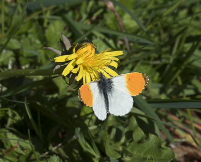 <i class='fa fa-user'></i>&nbsp;momo&nbsp;|  Oranjetipje&nbsp; <i class='fa fa-eye'>&nbsp;102</i> &nbsp; <i class='fa fa-comment-o'>&nbsp;1</i>