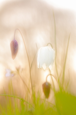 <i class='fa fa-user'></i>&nbsp;rvandijkzl&nbsp;|  Wilde Kievitsbloem&nbsp; <i class='fa fa-eye'>&nbsp;132</i> &nbsp;<i class='fa fa-thumbs-up'>&nbsp;4</i> &nbsp; <i class='fa fa-comment-o'>&nbsp;6</i>