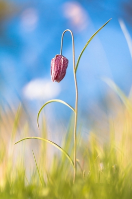 <i class='fa fa-user'></i>&nbsp;rvandijkzl&nbsp;|  Wilde Kievitsbloem&nbsp; <i class='fa fa-eye'>&nbsp;131</i> &nbsp; <i class='fa fa-comment-o'>&nbsp;6</i>