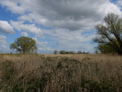 Afgelopen dinsdag een wandeling gemaakt door de Sleeuwijkerwaard..een gebiedje dat ligt ingeklemd tussen de dijk en de boven merwede