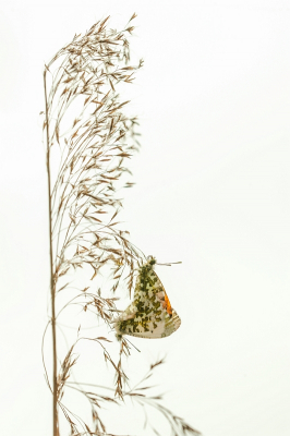 <i class='fa fa-user'></i>&nbsp;plaatjesmaker&nbsp;|  Oranjetipje&nbsp; <i class='fa fa-eye'>&nbsp;191</i> &nbsp;<i class='fa fa-thumbs-up'>&nbsp;5</i> &nbsp; <i class='fa fa-comment-o'>&nbsp;11</i>