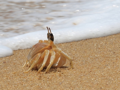 <i class='fa fa-user'></i>&nbsp;honderwa&nbsp;|  Ocypode brevicornis&nbsp; <i class='fa fa-eye'>&nbsp;209</i> &nbsp;<i class='fa fa-thumbs-up'>&nbsp;1</i> &nbsp; <i class='fa fa-comment-o'>&nbsp;8</i>