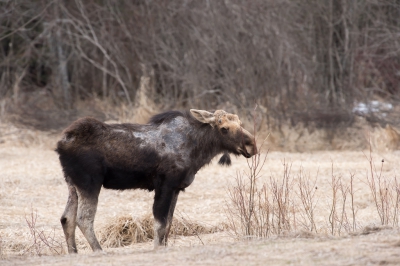 <i class='fa fa-user'></i>&nbsp;Jan Luit&nbsp;|  Canadese Eland&nbsp; <i class='fa fa-eye'>&nbsp;193</i> &nbsp; <i class='fa fa-comment-o'>&nbsp;6</i>