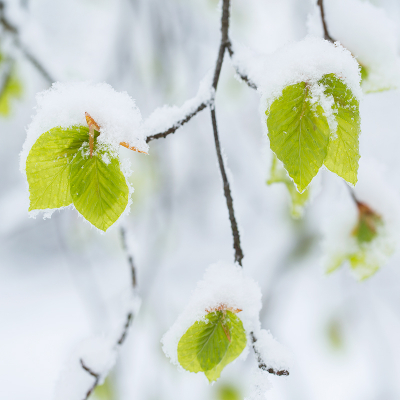 Deze foto is vanmorgen, 26 April 2016, gemaakt in de Belgische Ardennen. We werden wakker met een heel klein laagje verse sneeuw op het terras, hebben ons snel aangekleed en zijn naar boven toe gereden. Boven de 500 meter lag er een aardige dikke laag. Mooi jong beukenblad in een laagje sneeuw. Hoe vaak krijg je de kans nou?