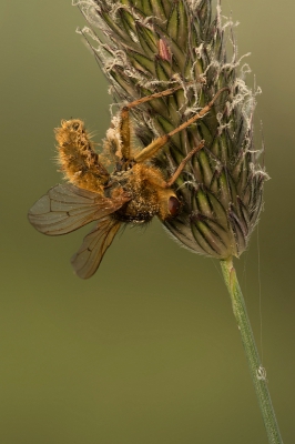 <i class='fa fa-user'></i>&nbsp;danny.declercq&nbsp;|  Entomophthora muscae&nbsp; <i class='fa fa-eye'>&nbsp;170</i> &nbsp;<i class='fa fa-thumbs-up'>&nbsp;4</i> &nbsp; <i class='fa fa-comment-o'>&nbsp;6</i>