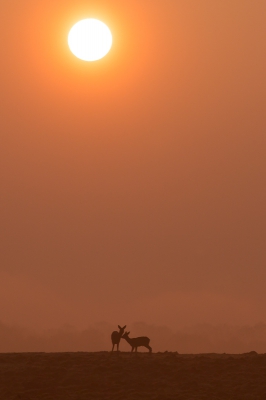 Alweer een week of 2 geleden kon ik dit olijke tweetal fotograferen in een oranje ochtendsfeer. Echt een foto voor een dag als vandaag.