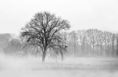 <i class='fa fa-user'></i>&nbsp;Julia.V&nbsp;|  Boom in de mist&nbsp; <i class='fa fa-eye'>&nbsp;115</i> &nbsp;<i class='fa fa-thumbs-up'>&nbsp;6</i> &nbsp; <i class='fa fa-comment-o'>&nbsp;8</i>
