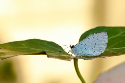 Dit Boomblauwtje (man) zat vandaag op de klimop in de schaduw, vandaar de flits.