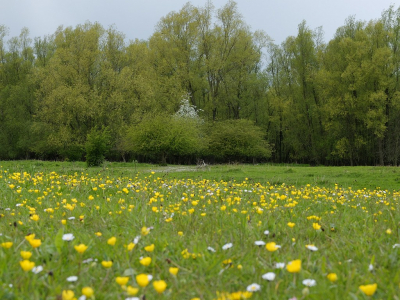 Tussen de buien door toch nog kans gezien om naar buiten te glippen en een foto's kunnen maken. Het frisse voorjaars groen blijft boeien en prikkelen er gebeurt buiten in het veld van alles