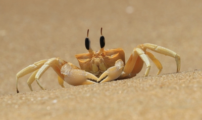 <i class='fa fa-user'></i>&nbsp;honderwa&nbsp;|  Ocypode brevicornis&nbsp; <i class='fa fa-eye'>&nbsp;161</i> &nbsp;<i class='fa fa-thumbs-up'>&nbsp;6</i> &nbsp; <i class='fa fa-comment-o'>&nbsp;8</i>