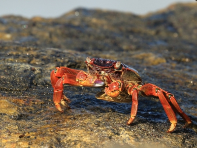 <i class='fa fa-user'></i>&nbsp;honderwa&nbsp;|  Grapsus albolineatus&nbsp; <i class='fa fa-eye'>&nbsp;151</i> &nbsp;<i class='fa fa-thumbs-up'>&nbsp;1</i> &nbsp; <i class='fa fa-comment-o'>&nbsp;3</i>
