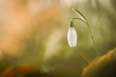 <i class='fa fa-user'></i>&nbsp;fredvr&nbsp;|  Gewoon Sneeuwklokje&nbsp; <i class='fa fa-eye'>&nbsp;99</i> &nbsp;<i class='fa fa-thumbs-up'>&nbsp;1</i> &nbsp; <i class='fa fa-comment-o'>&nbsp;3</i>
