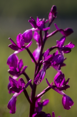 <i class='fa fa-user'></i>&nbsp;Tom van der Most&nbsp;|  IJle Moerasorchis&nbsp; <i class='fa fa-eye'>&nbsp;102</i> &nbsp; <i class='fa fa-comment-o'>&nbsp;1</i>