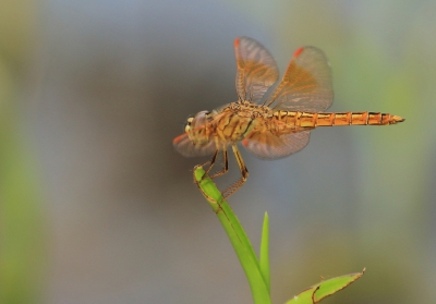 <i class='fa fa-user'></i>&nbsp;honderwa&nbsp;|  Brachythemis contaminata&nbsp; <i class='fa fa-eye'>&nbsp;147</i> &nbsp; <i class='fa fa-comment-o'>&nbsp;0</i>