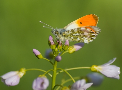 <i class='fa fa-user'></i>&nbsp;David&nbsp;|  Oranjetipje&nbsp; <i class='fa fa-eye'>&nbsp;109</i> &nbsp;<i class='fa fa-thumbs-up'>&nbsp;2</i> &nbsp; <i class='fa fa-comment-o'>&nbsp;2</i>