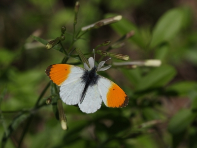 <i class='fa fa-user'></i>&nbsp;Ad Sprang&nbsp;|  Oranjetipje&nbsp; <i class='fa fa-eye'>&nbsp;211</i> &nbsp;<i class='fa fa-thumbs-up'>&nbsp;1</i> &nbsp; <i class='fa fa-comment-o'>&nbsp;4</i>