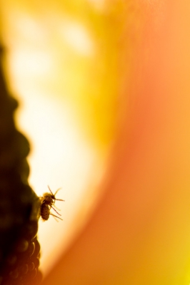 Aronskelk met een insectje dat gevangen is door de vrouwelijke bloem. Aronskelken hebben nl. een nogal bijzondere bestuiving waarbij insecten een etmaal lang gevangen worden gehouden.
De foto heb ik gemaakt van 'binnenuit' de bloem waardoor het licht apart te noemen is :-)