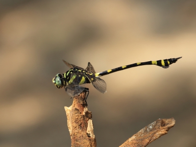 <i class='fa fa-user'></i>&nbsp;honderwa&nbsp;|  Ictinogomphus rapax&nbsp; <i class='fa fa-eye'>&nbsp;112</i> &nbsp;<i class='fa fa-thumbs-up'>&nbsp;1</i> &nbsp; <i class='fa fa-comment-o'>&nbsp;7</i>