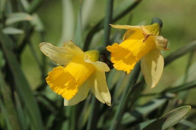 <i class='fa fa-user'></i>&nbsp;huub machiels&nbsp;|  Wilde Narcis&nbsp; <i class='fa fa-eye'>&nbsp;54</i> &nbsp; <i class='fa fa-comment-o'>&nbsp;1</i>