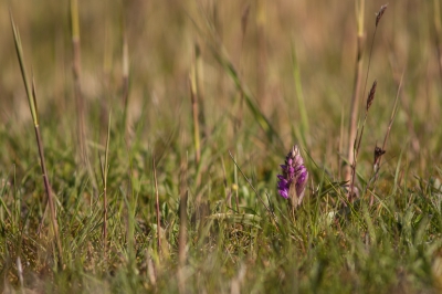 <i class='fa fa-user'></i>&nbsp;Michiel Janssen&nbsp;|  Brede Orchis&nbsp; <i class='fa fa-eye'>&nbsp;97</i> &nbsp; <i class='fa fa-comment-o'>&nbsp;2</i>