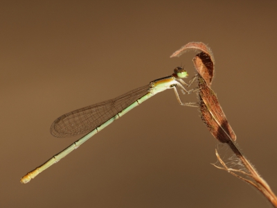 <i class='fa fa-user'></i>&nbsp;honderwa&nbsp;|  Agriocnemis pygmaea&nbsp; <i class='fa fa-eye'>&nbsp;83</i> &nbsp; <i class='fa fa-comment-o'>&nbsp;1</i>