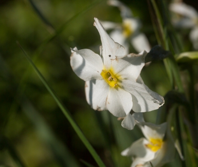 <i class='fa fa-user'></i>&nbsp;Tom van der Most&nbsp;|  Narcissus tazetta&nbsp; <i class='fa fa-eye'>&nbsp;39</i> &nbsp; <i class='fa fa-comment-o'>&nbsp;0</i>