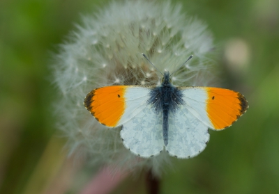 <i class='fa fa-user'></i>&nbsp;David&nbsp;|  Oranjetipje&nbsp; <i class='fa fa-eye'>&nbsp;95</i> &nbsp;<i class='fa fa-thumbs-up'>&nbsp;2</i> &nbsp; <i class='fa fa-comment-o'>&nbsp;4</i>