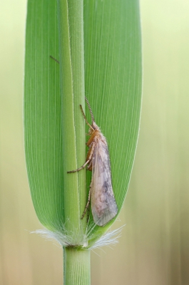 <i class='fa fa-user'></i>&nbsp;Johan van Gurp&nbsp;|  Schietmot sp.&nbsp; <i class='fa fa-eye'>&nbsp;69</i> &nbsp;<i class='fa fa-thumbs-up'>&nbsp;2</i> &nbsp; <i class='fa fa-comment-o'>&nbsp;0</i>