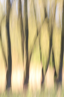 <i class='fa fa-user'></i>&nbsp;kiran&nbsp;|  Bewogen bomen&nbsp; <i class='fa fa-eye'>&nbsp;106</i> &nbsp; <i class='fa fa-comment-o'>&nbsp;3</i>