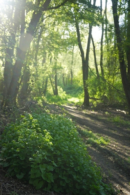 <i class='fa fa-user'></i>&nbsp;Jantine&nbsp;|  Ochtend in het bos&nbsp; <i class='fa fa-eye'>&nbsp;98</i> &nbsp; <i class='fa fa-comment-o'>&nbsp;5</i>
