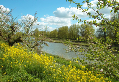 <i class='fa fa-user'></i>&nbsp;B.M.Schouten-Ruis&nbsp;|  Lente in de Betuwe&nbsp; <i class='fa fa-eye'>&nbsp;116</i> &nbsp; <i class='fa fa-comment-o'>&nbsp;7</i>