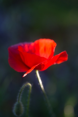 <i class='fa fa-user'></i>&nbsp;Tom van der Most&nbsp;|  Grote Klaproos&nbsp; <i class='fa fa-eye'>&nbsp;57</i> &nbsp; <i class='fa fa-comment-o'>&nbsp;0</i>